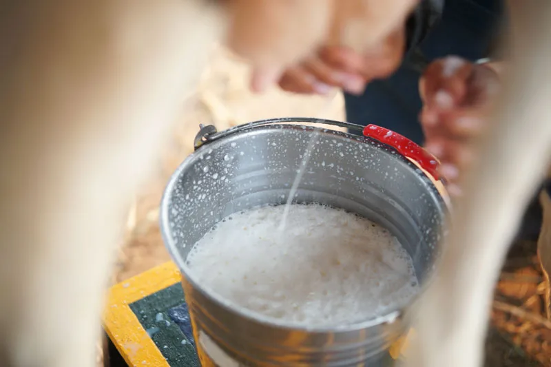 Colombia: Sube el costo de la leche en un 36% en el Tolima