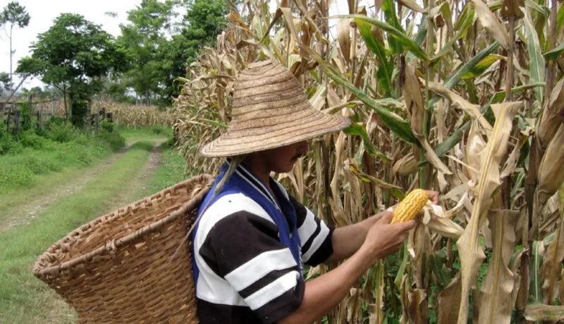 Agro argentino advierte sobre faltante de combustible al inicio de cosecha soja y maíz