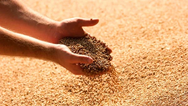 Agricultores de EE.UU. planean reducir áreas de maíz y trigo pese a la fuerte demanda