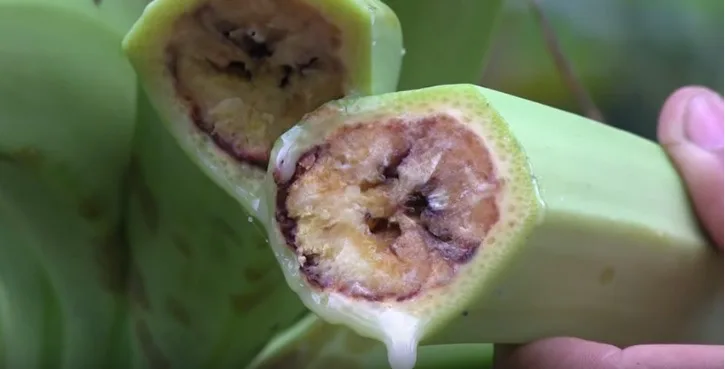 ECUADOR: Este martes se inaugura en Guayaquil el foro “Ecuador Libre del Moko”, clave para la protección del banano y plátano