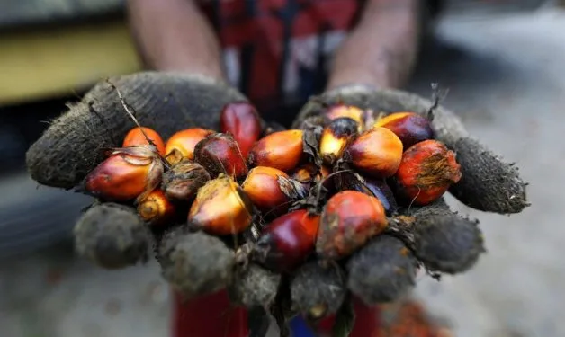 Producción de aceite de palma en Colombia crece 4,8% en el primer bimestre de 2025