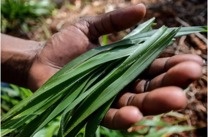 Las plantas que alimentan al ganado podrían ser clave para la mitigación del cambio climático
