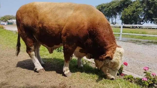 Perú: Producen más 14 mil pajillas de semen de ganado para mejorar la calidad genética de bovinos