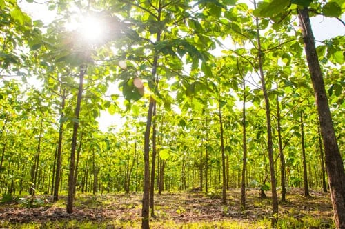 Ecuador: ASOTECA pide reformas a la nueva ley de incentivos forestales
