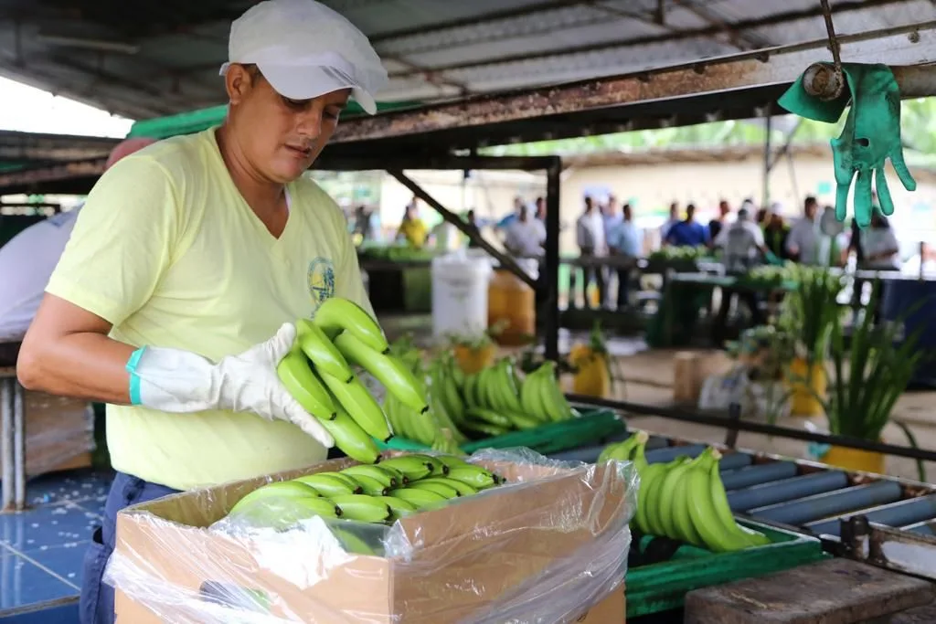 Ecuador: Se anuncian medidas paliativas para los pequeños productores de banano