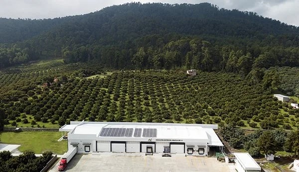 Una nueva asociación ofrece una oferta más fluida de aguacate de México en EE. UU.
