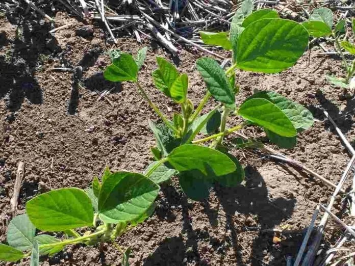 Mercosoja 2022: desafíos para la producción sustentable en el Mercosur