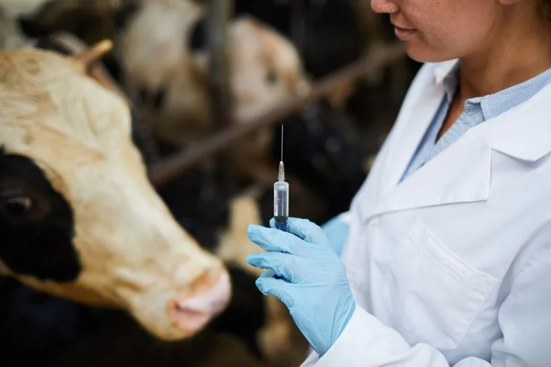 Ecuador: Comienza concurso de operadoras para vacunación contra la Fiebre Aftosa
