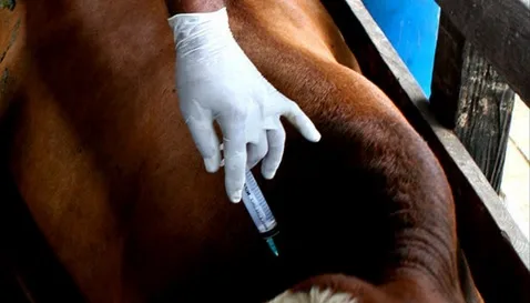 Colombia: Inician el primer ciclo de vacunación contra la fiebre aftosa de 2022