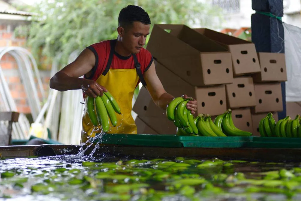 Continúa caída en exportaciones de banano ecuatoriano