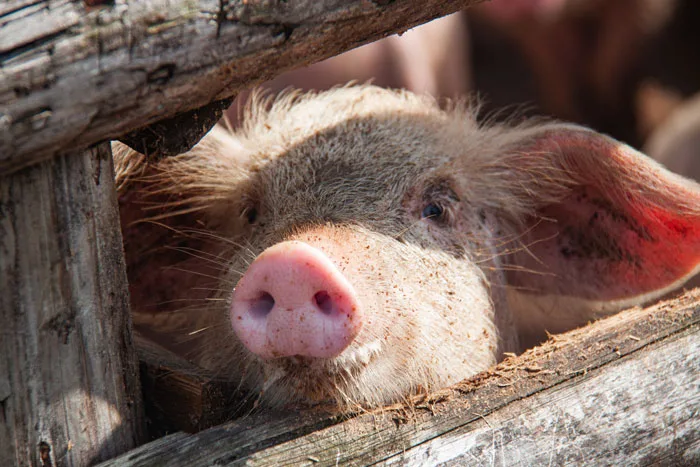 Alemania explora la creación de plantas públicas de biogás a partir de estiércol porcino