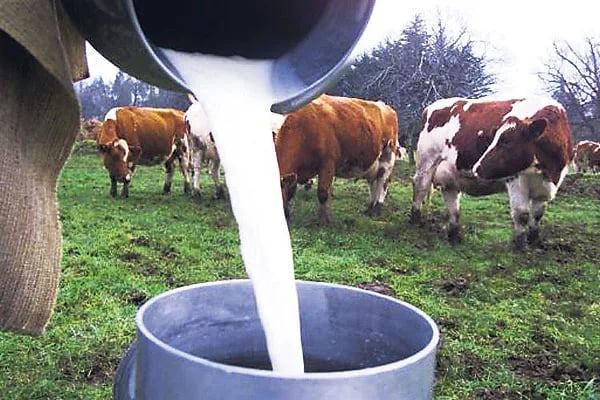 Colombia: Veinte mil litros de leche en riesgo de perderse por el paro armado en Santa Rosa de Osos, Antioquia
