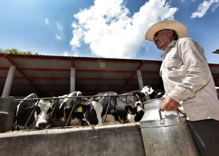 México: Ganadería lechera en crisis; se han sacrificado 80 mil vacas en Jalisco