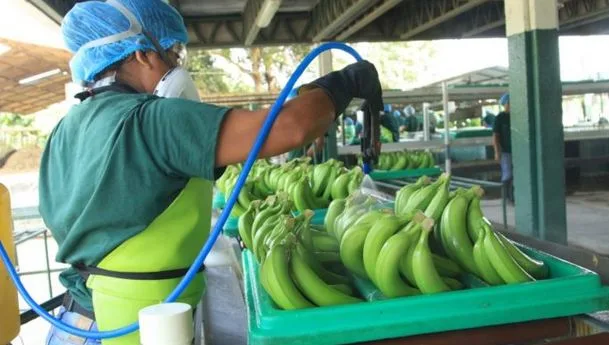 Ecuador: Se refinanciará a bananeros y se prohibirán nuevas áreas de siembra de la fruta