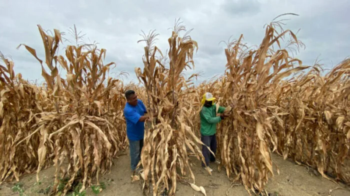 Ecuador: Importaciones se encarecen para constructores y agricultores