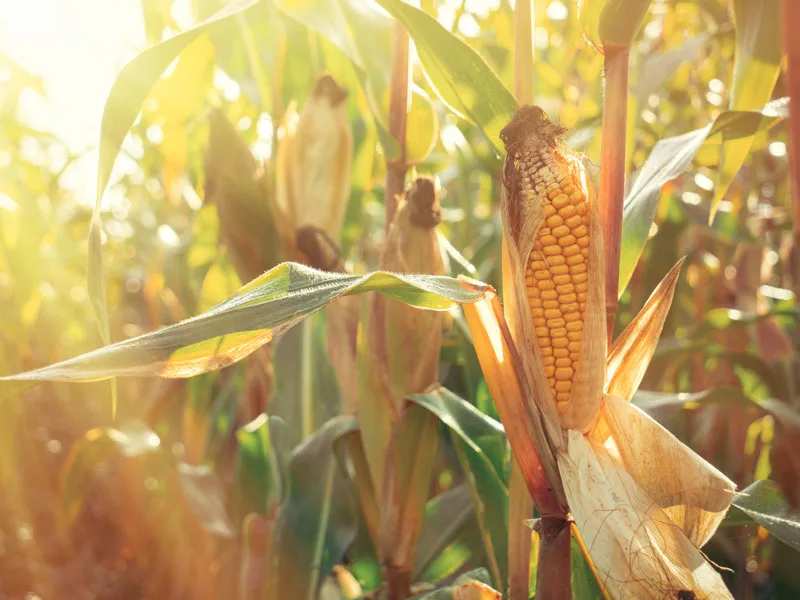 Ecuador: Productores de balanceados y avícolas solicitan con urgencia la importación de maíz