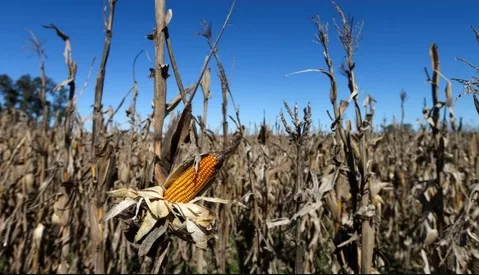 La FAO extiende acción de alcance contra el gusano cogollero del maíz hasta 2023