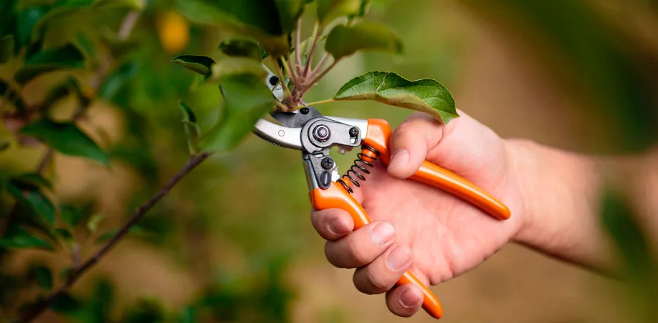 Cómo podar un limonero para que de frutos más jugosos