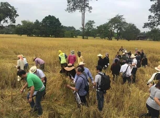 Tailandia promueve el desarrollo del arroz orgánico