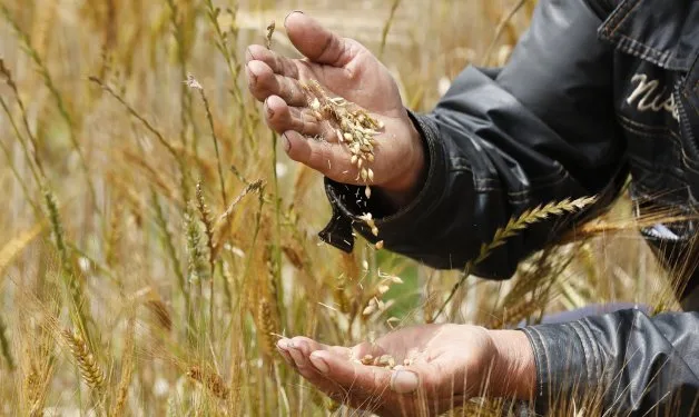EE.UU. y Ucrania abordan cómo dar salida a las exportaciones ucranianas de grano