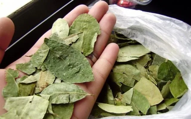 Bolivia crea empresa pública de industrialización de la hoja de coca