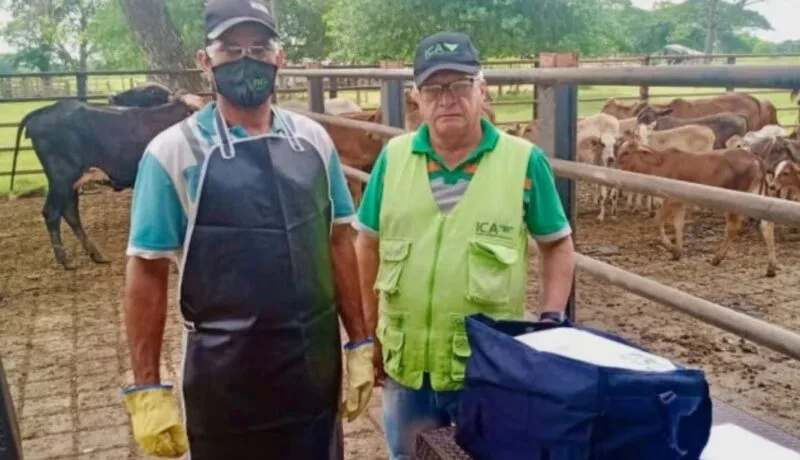 Colombia: Avanza el ciclo contra aftosa para proteger a más de 14 millones de búfalos y bovinos