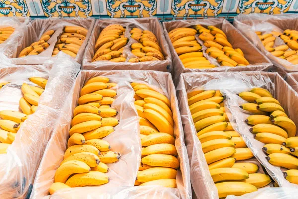 Ecuador: 20 de las 29 exportadoras bananeras auditadas enfrentarán sanciones, según el MAG