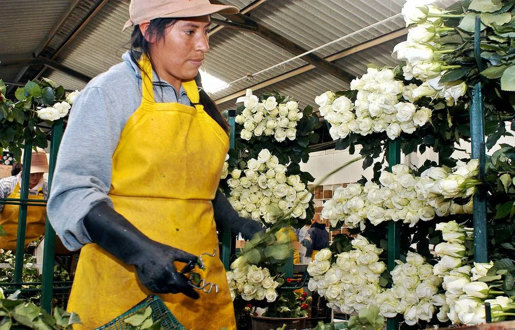 Ecuador: A $ 85 millones ascienden las pérdidas en el sector exportador no petrolero, en 16 días de paro