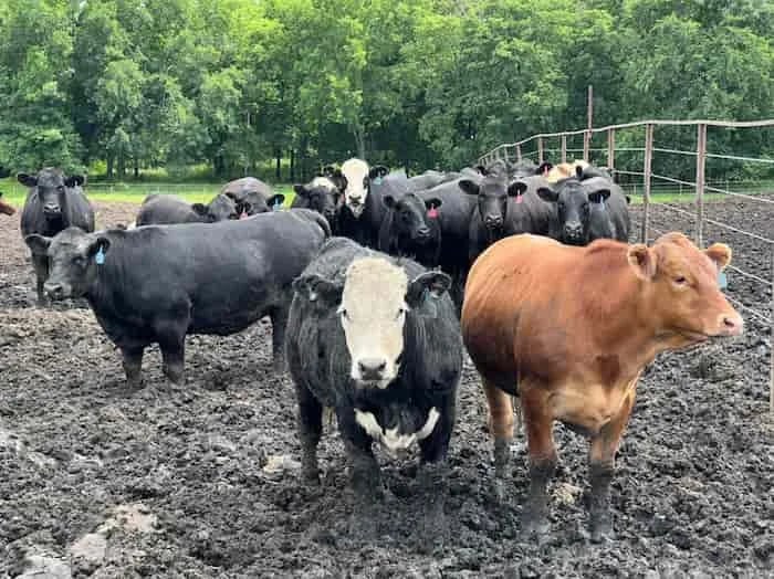El frente de guerra contra el gusano barrenador se traslada de Panamá a México