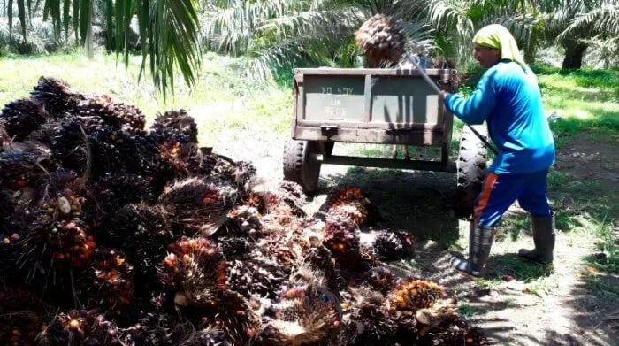 Ecuador: El aceite palmero es el sustituto ante elevado costo del producto en el país