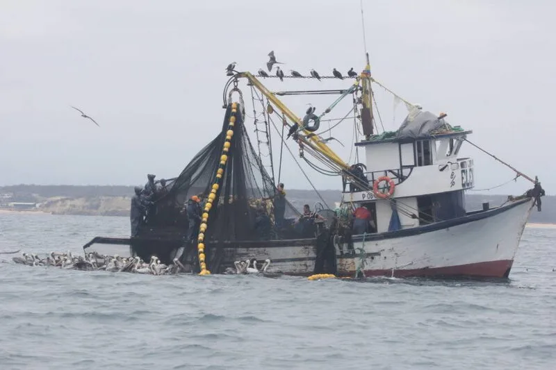 FAO desarrolla en Panamá programas contra pesca ilegal