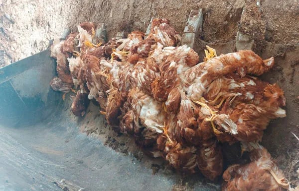 Ecuador: Miles de pollos muertos gracias al paro