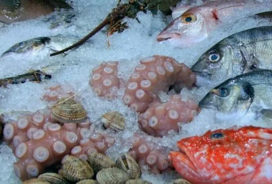 Veda de pulpo en Ecuador rige hasta el 30 de junio