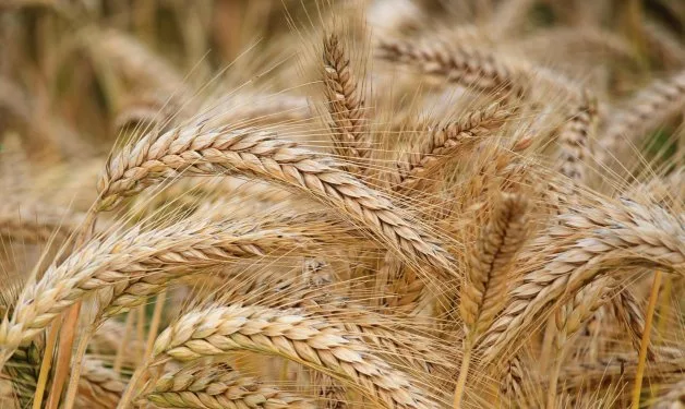 España: El calor abrasa la campaña de cereal cuya producción puede caer hasta un 30 %