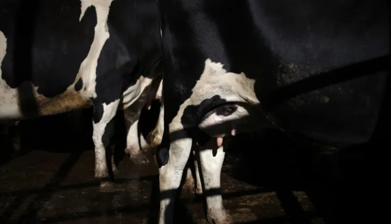 ¿Por qué es importante monitorear el rendimiento lechero de las vacas y los hatos?