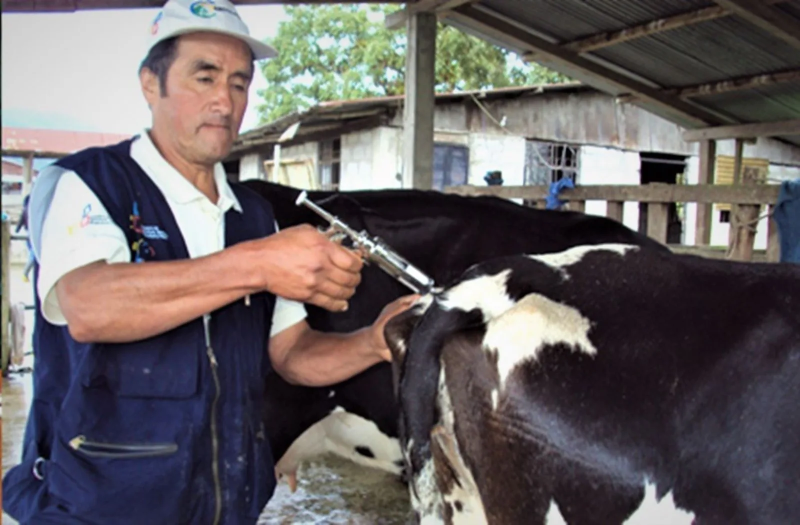 Todo listo para inicio de vacunación contra Aftosa
