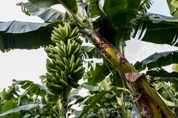 México: En 2022 habrá más oferta de bananas ecológicas que en 2021