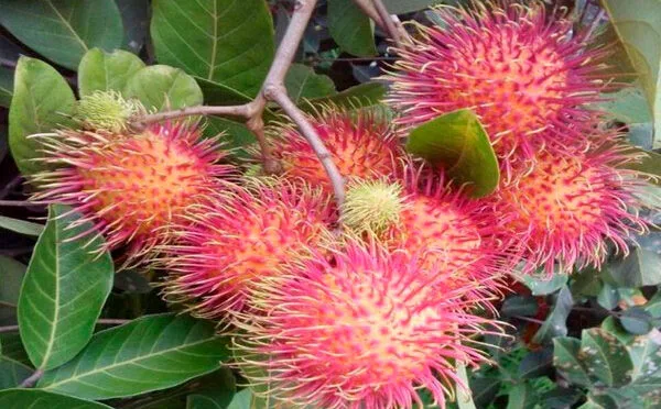 Japón recibe importaciones constantes de mangos y otras frutas exóticas de México
