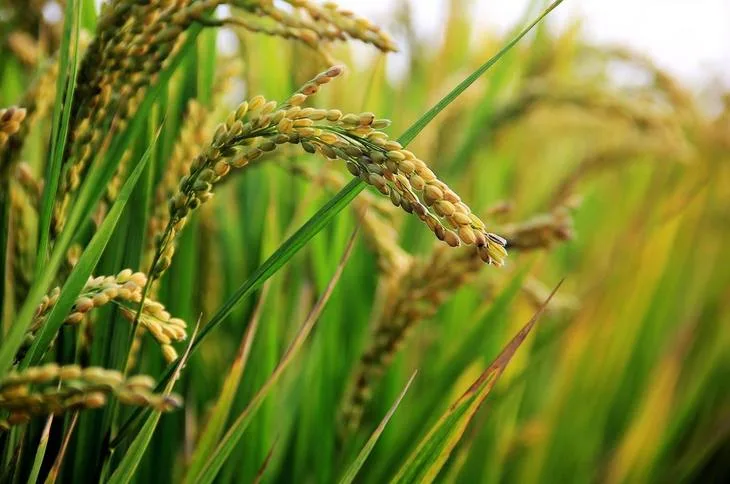 ECUADOR: Cosecha de arroz arrancará en dos meses y no habrá escasez, asegura Corpnoarroz