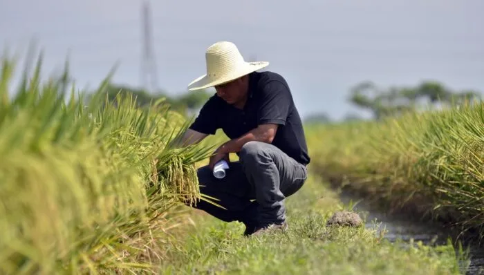 Colombia: El área sembrada de arroz creció 14% en cuatro años y ya supera 581.000 hectáreas