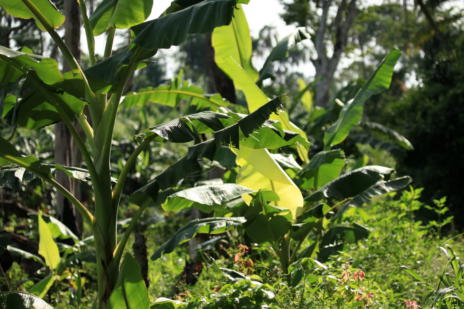 Honduras: Confirman el cierre de dos fincas bananeras en Honduras que harán perder casi un millar de empleos