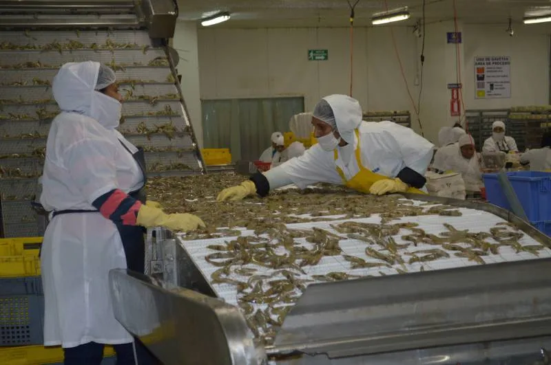 Ecuador: Exportaciones de camarón se consolidaron al alza en primera mitad del año; aún no se define su ingreso al mercado mexicano