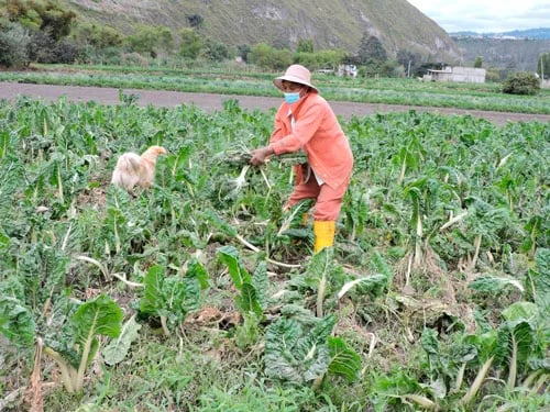 Más de 130 productores agrícolas registran afectaciones en sus cultivos por el desbordamiento del río Ambato