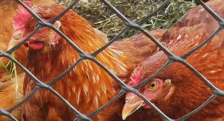 Cómo criar 230.000 gallinas ponedoras orgánicas: la experiencia danesa
