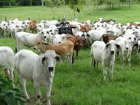 Ecuador un país con futuro para exportar carne