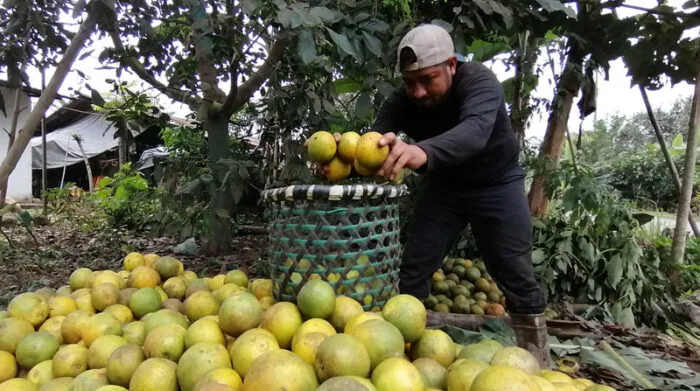 Ecuador: Cuatro cantones de Bolívar cultivan el 21% de naranjas que consume el país
