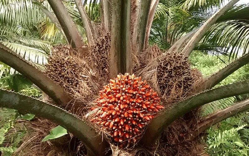INTERNACIONAL: Expectativas favorables para el aceite de palma en Colombia durante los meses de marzo y abril del 2024