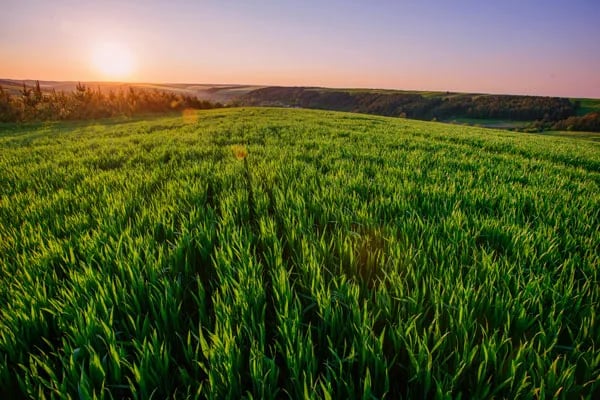 Relación entre nitrógeno y fósforo en el forraje del campo natural en dos ambientes contrastantes