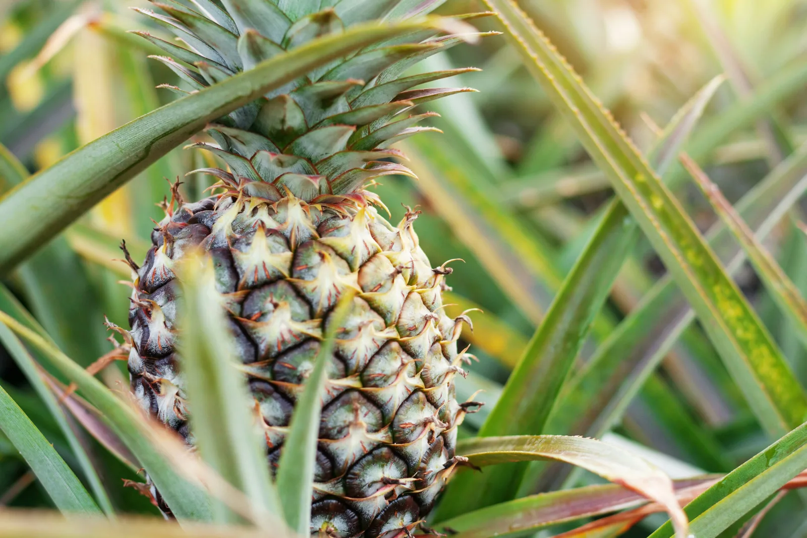 Uso de fibra de hoja de piña en compuestos poliméricos