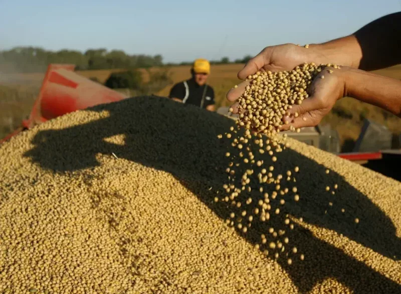 Argentina insiste en la necesidad de regular el "uso propio" de las semillas